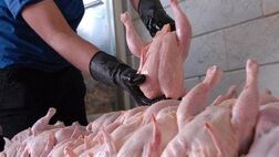 عرضه قیمت گوشت مرغ در بازار همچنان با نرخ مصوب 