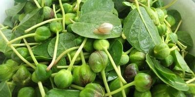 کاپاریس، گیاهی سرشار از آهن