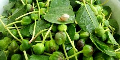 کاپاریس، گیاهی سرشار از آهن