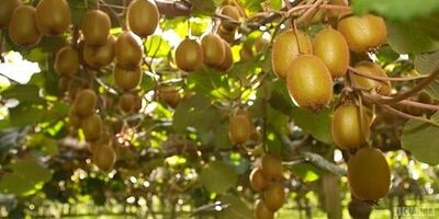 خواص کیوی از تقویت سیستم ایمنی تا کمک به کاهش وزن