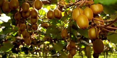 خواص کیوی از تقویت سیستم ایمنی تا کمک به کاهش وزن