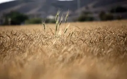  قیمت تضمینی گندم تا پایان شهریور نهایی می‌شود 