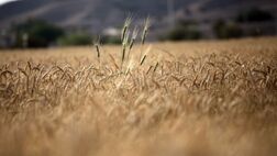خرید ۲ میلیون و پانصد هزار تن گندم