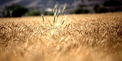  مطالبات گندمکاران تا پایان شهریور ماه پرداخت می‌شود 