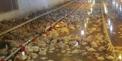 مرغ‌های سالم در واحدهای گرفتار سیلاب به کشتارگاه ارسال می‌شود