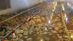 مرغ‌های سالم در واحدهای گرفتار سیلاب به کشتارگاه ارسال می‌شود
