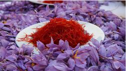 کاهش شدید صادرات زعفران