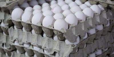 افزایش عرضه تخم مرغ در شهرهای مسافرپذیر 