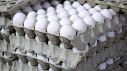 قیمت هر شانه تخم مرغ برای مصرف کننده ۳۰۰ هزارتومان
