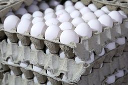 افزایش عرضه تخم مرغ در شهرهای مسافرپذیر 