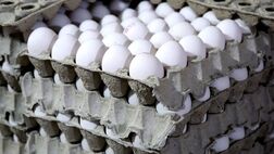 افزایش عرضه تخم مرغ در شهرهای مسافرپذیر 
