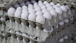 تخم‌مرغ ۳۰۰ هزار تومانی/ بازار از اتحادیه جلو زد!