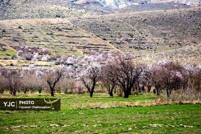 شکوفه‌های زیبای بهاری روستای مهارلو (27)