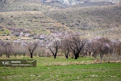 شکوفه‌های زیبای بهاری روستای مهارلو (27)