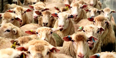 عربستان 1.7 میلیون دام زنده برای آئین قربانی حج وارد کرد
