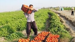 کارفرمایان بدهکار می‌توانند از بخشودگی جرایم بیمه‌ای استفاده کنند