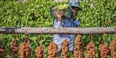 دو سوم تاکستان‌های خراسان شمالی فاقد پوشش بیمه‌ای هستند