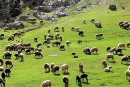 کاهش قیمت دام زنده به ۲۸۰ تا ۲۹۰ هزارتومان