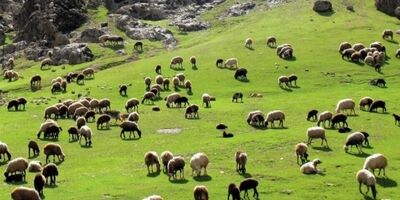 ۳ میلیون راس دام تا پایان تابستان عرضه می‌شود