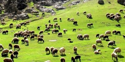 کاهش قیمت دام زنده به ۲۸۰ تا ۲۹۰ هزارتومان