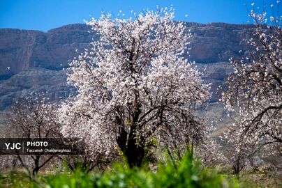 شکوفه‌های زیبای بهاری روستای مهارلو (6)