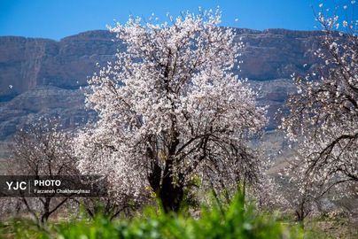 شکوفه‌های زیبای بهاری روستای مهارلو (6)