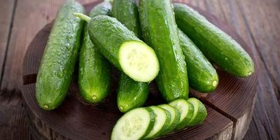 شنبلیله: گیاهی باستانی با خواص درمانی مدرن