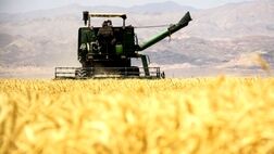 واریز ۱۶ هزار میلیارد تومان دیگر از مطالبات گندمکاران