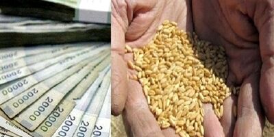 دولت ۲۰ هزار میلیارد تومان به کشاورزان بابت خرید گندم بدهکار است