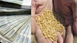 دولت ۲۰ هزار میلیارد تومان به کشاورزان بابت خرید گندم بدهکار است