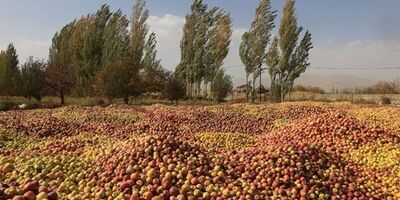 روزانه حدود ۱۰ تا ۱۵ دستگاه تریلی  سیب صنعتی از استان‌ها بارگیری  می‌شود