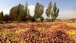 روزانه حدود ۱۰ تا ۱۵ دستگاه تریلی  سیب صنعتی از استان‌ها بارگیری  می‌شود