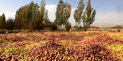 روزانه حدود ۱۰ تا ۱۵ دستگاه تریلی  سیب صنعتی از استان‌ها بارگیری  می‌شود