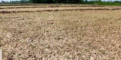 خشکسالی ۹۰۰ میلیارد تومان به کشاورزی ایلام خسارت وارد کرد