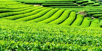 نیاز سالانه واردات چای کشور ۷۰ هزارتن است