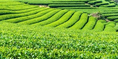 ارز ترجیحی چای ۲ سال پیش حذف شد