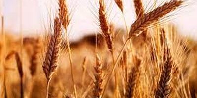 قیمت کودفسفر و پتاس ۴۵ درصد کاهش یافت