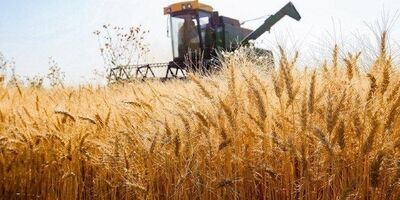 ۲۶ درصد مطالبات گندمکاران پرداخت شد