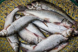 تولید قزل آلا به ۱۳۰ هزارتن می‌رسد