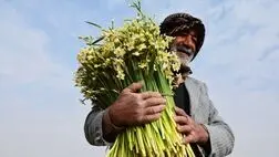 وزارت جهاد کشاورزی با بیمه گل نرگس موافقت کرد
