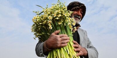 وزارت جهاد کشاورزی با بیمه گل نرگس موافقت کرد