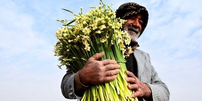وزارت جهاد کشاورزی با بیمه گل نرگس موافقت کرد