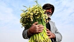 وزارت جهاد کشاورزی با بیمه گل نرگس موافقت کرد