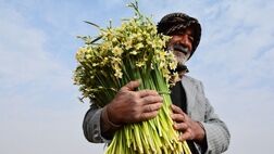 وزارت جهاد کشاورزی با بیمه گل نرگس موافقت کرد