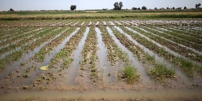 بیمه کشاورزی به بخش خصوصی واگذار نشده است