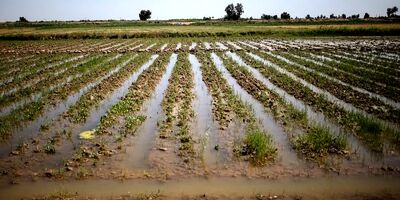بیمه کشاورزی به بخش خصوصی واگذار نشده است