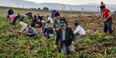 7 هزار سرپرست خانوار سمنانی تحت پوشش بیمه‌ای نیستند