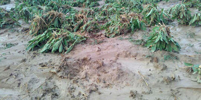 بیمه محصولات کشاورزی خوزستان 50 درصد کاهش یافت