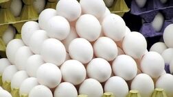 صادرات ۳۹ هزارتن تخم مرغ از ابتدای سال