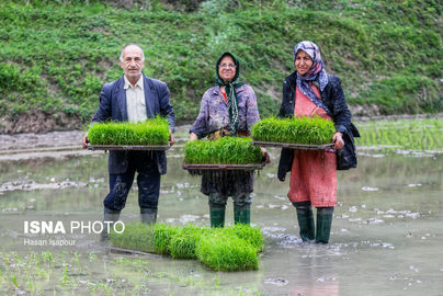 بانک نشاء برنج (22)